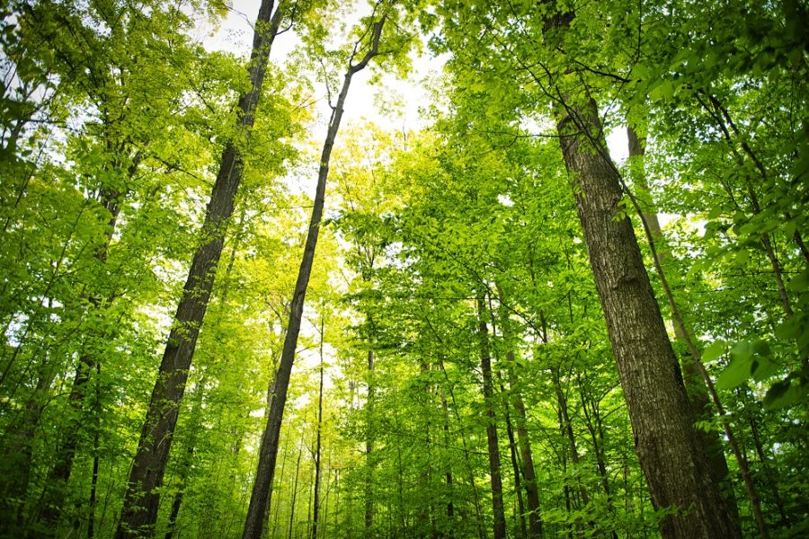 forest canopy