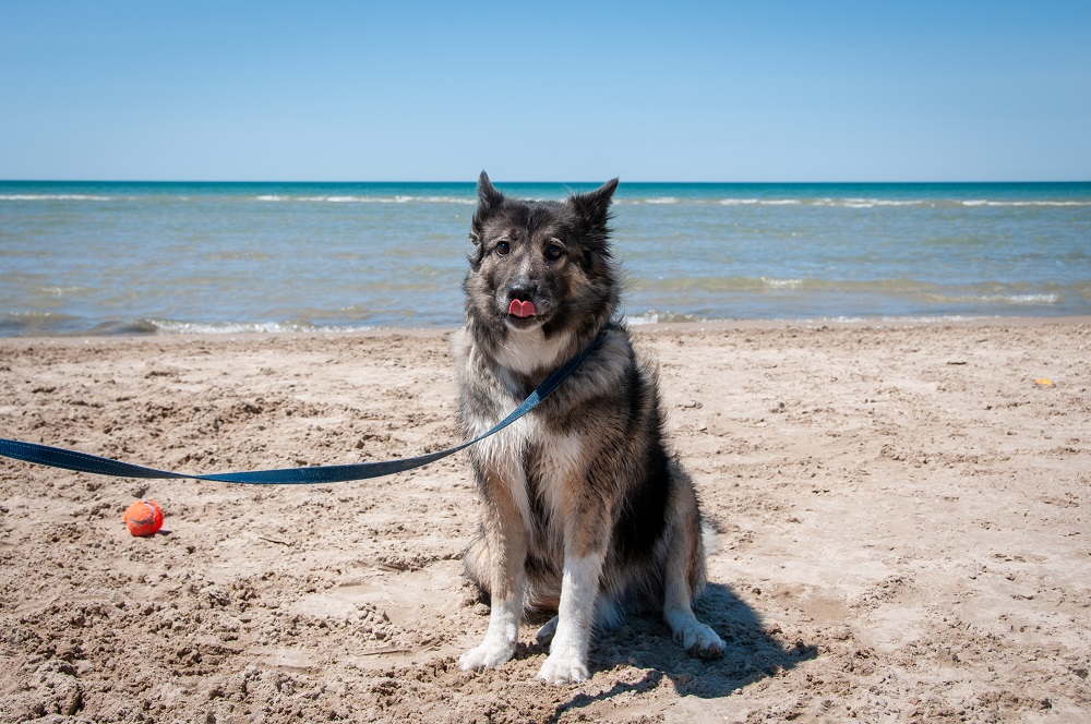 Dog on-leash at the beach