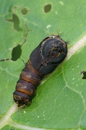 Pupa