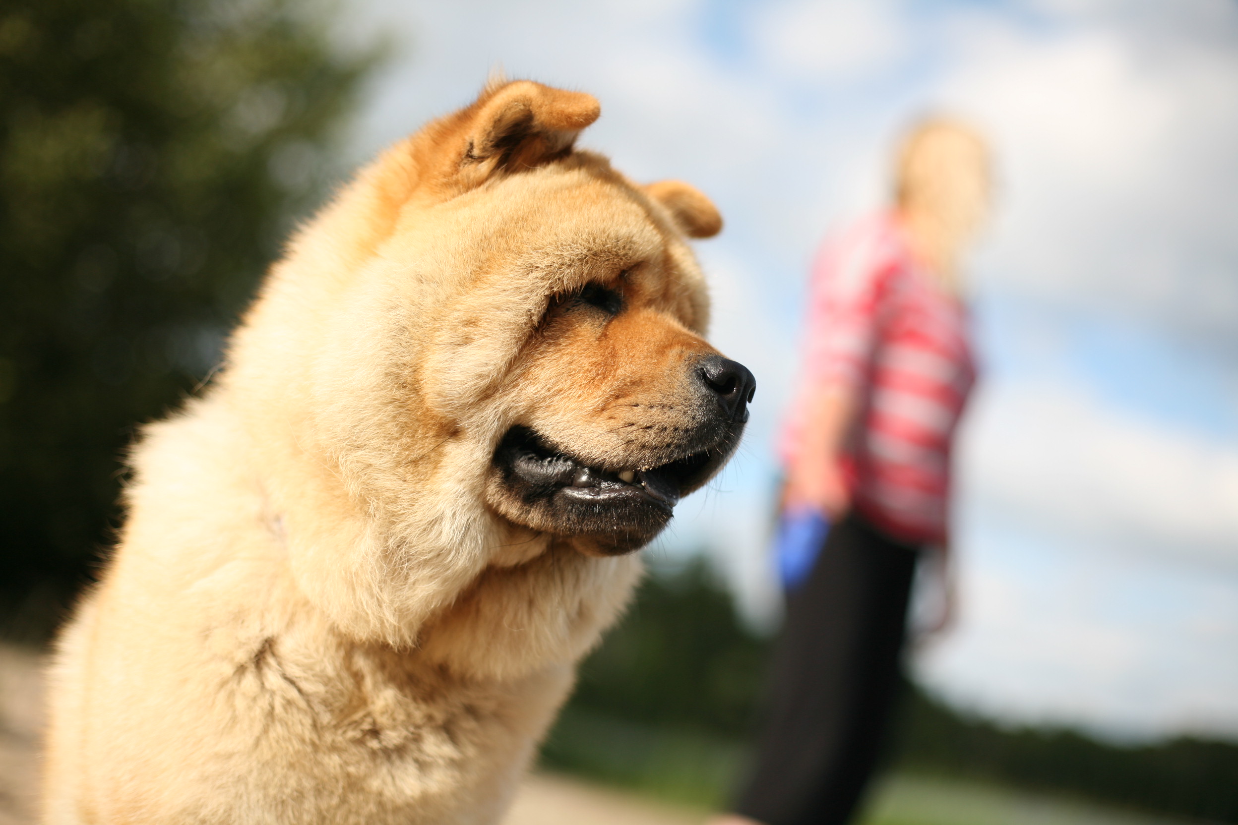 Dog at Restoule Provincial Park