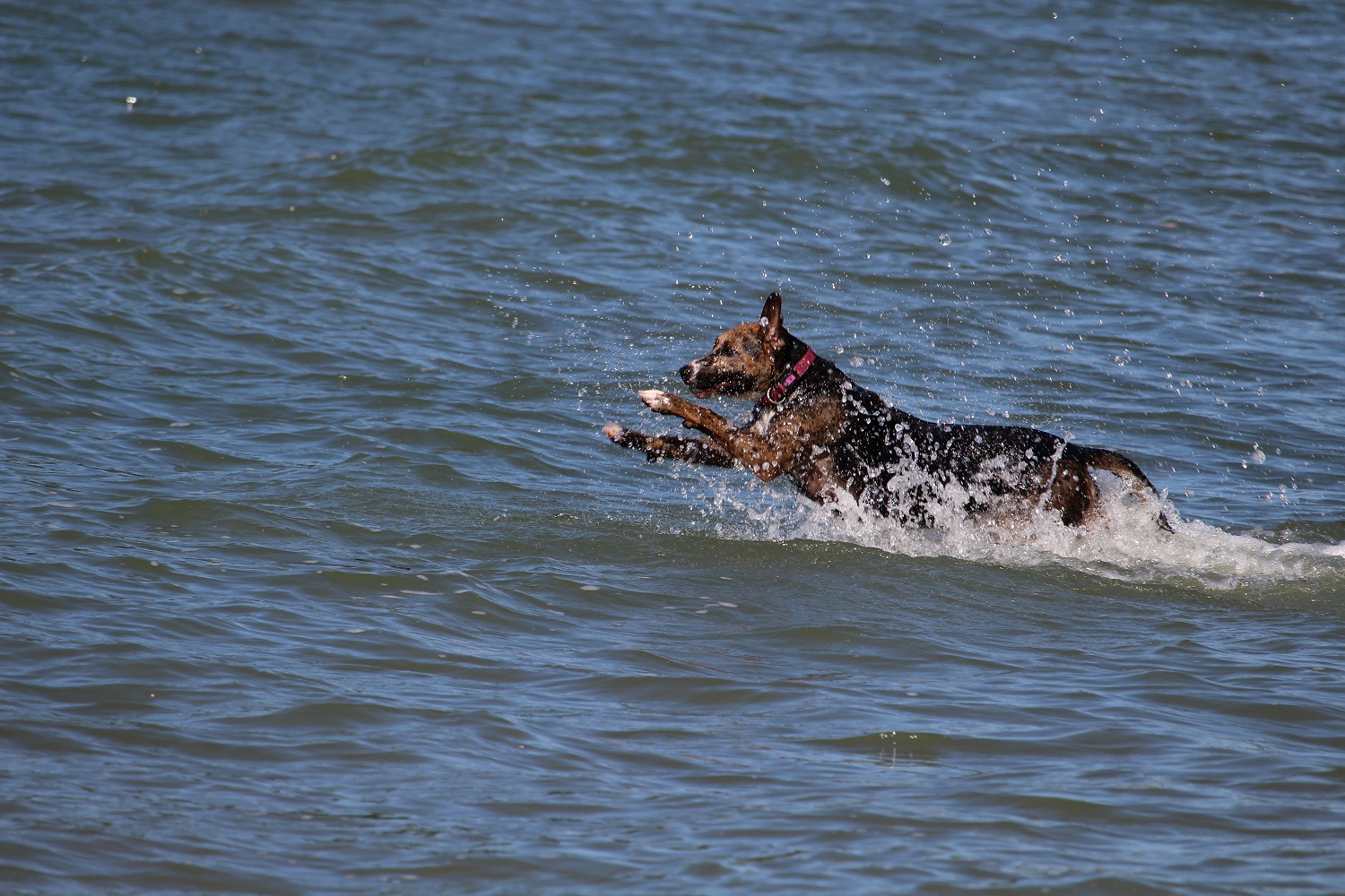 Dog in the water at Selkirk Provincial Park