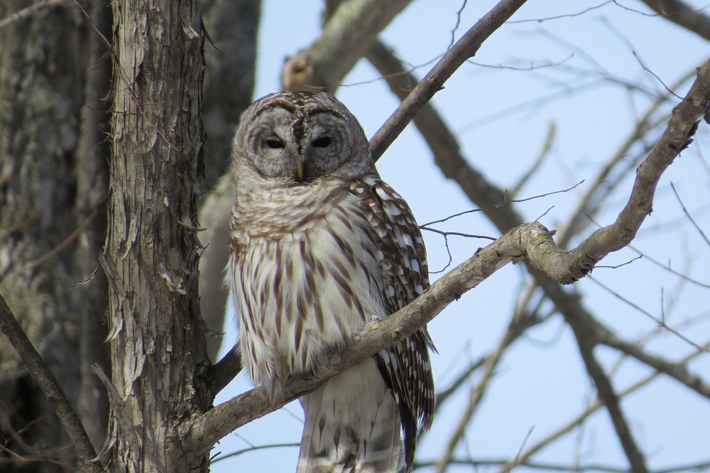 barred owl