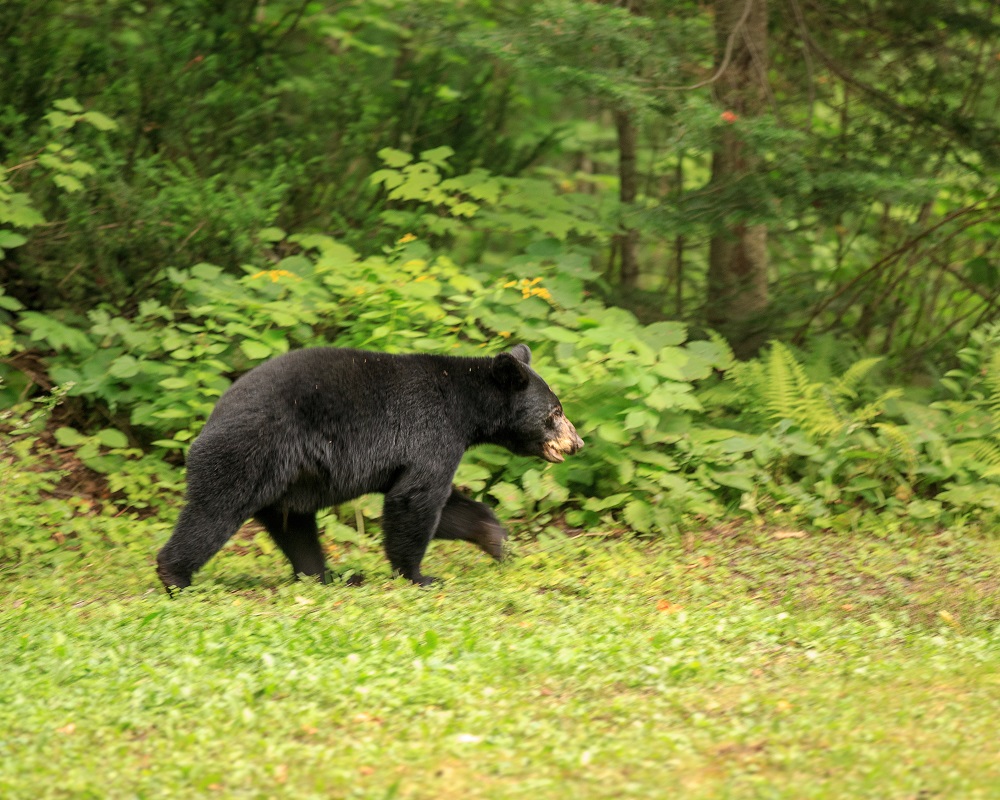 bear walking on grass