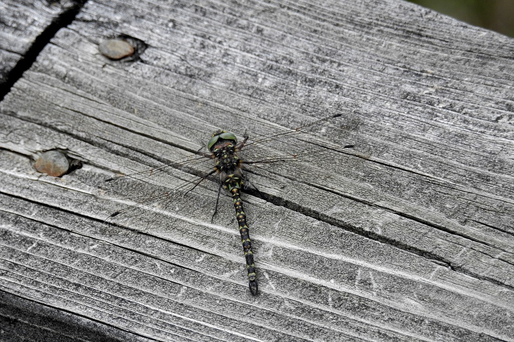 dragonfly