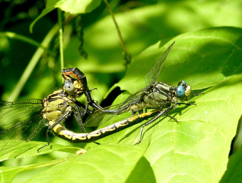 two dragonflies