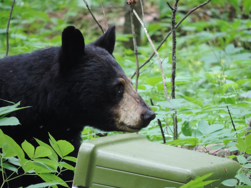 black bear