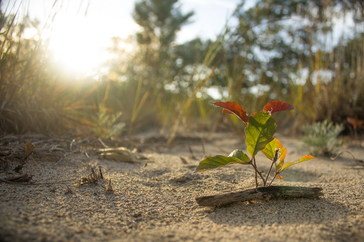 Oak Seedling at Pinery