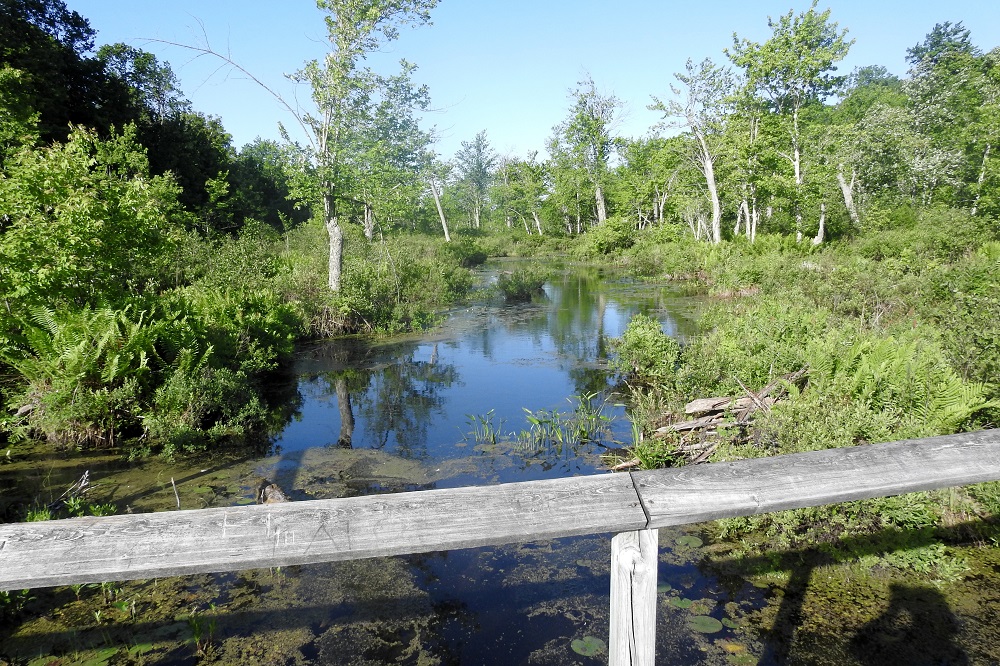 view from boardwalk