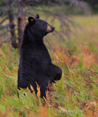 black bear