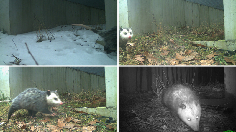 opossum collage