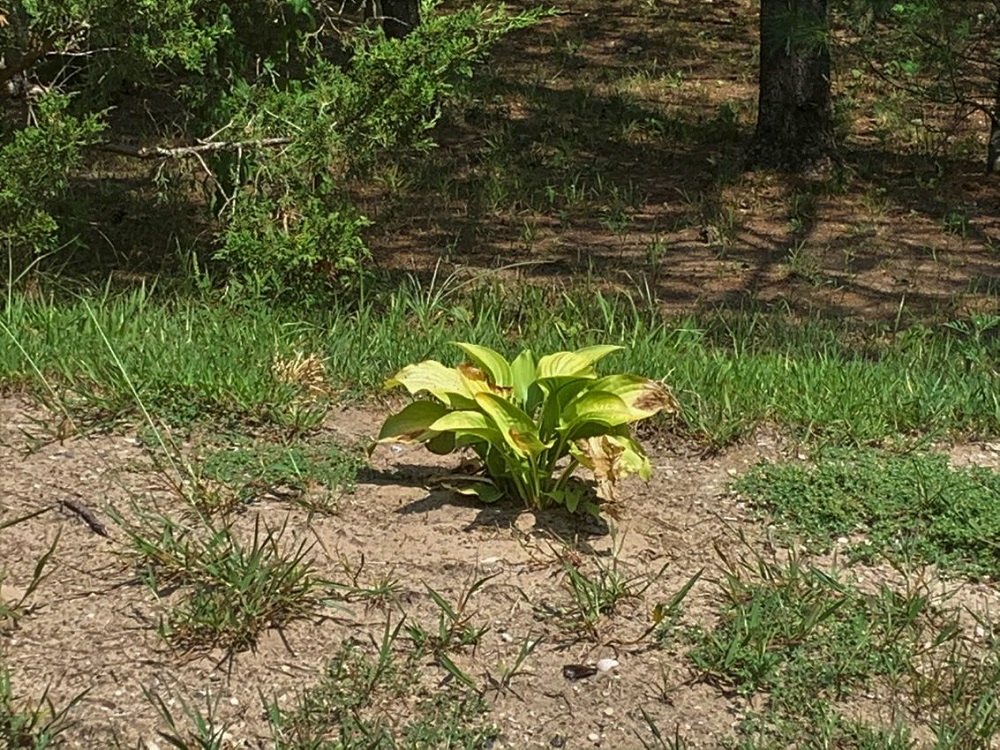 hosta