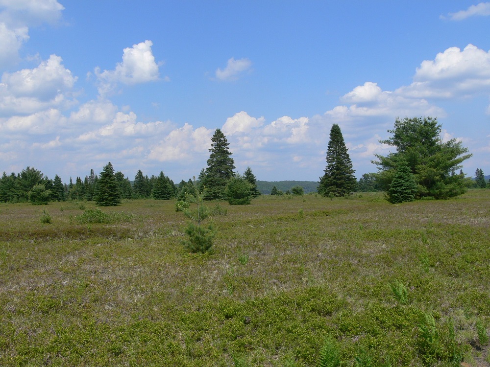 view of field