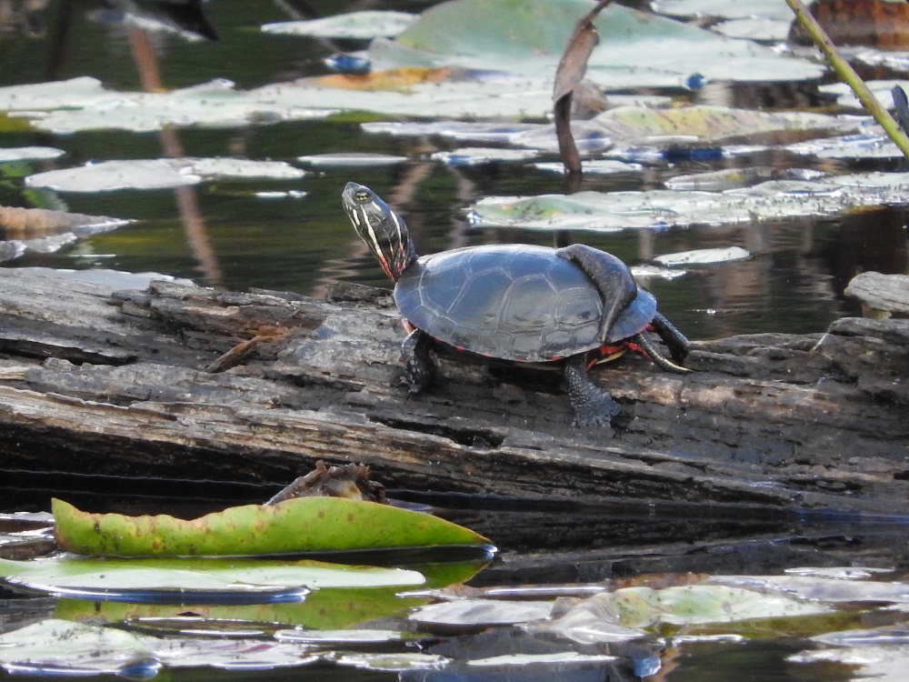 turtle on log