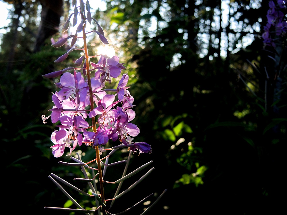 fireweed