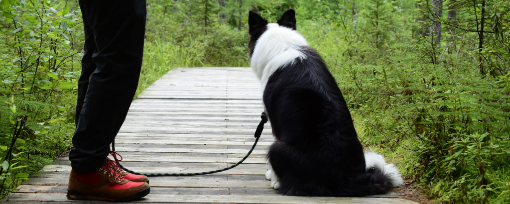 A person on a trail with a dog on leash