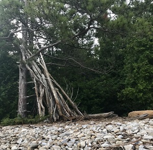 driftwood structure