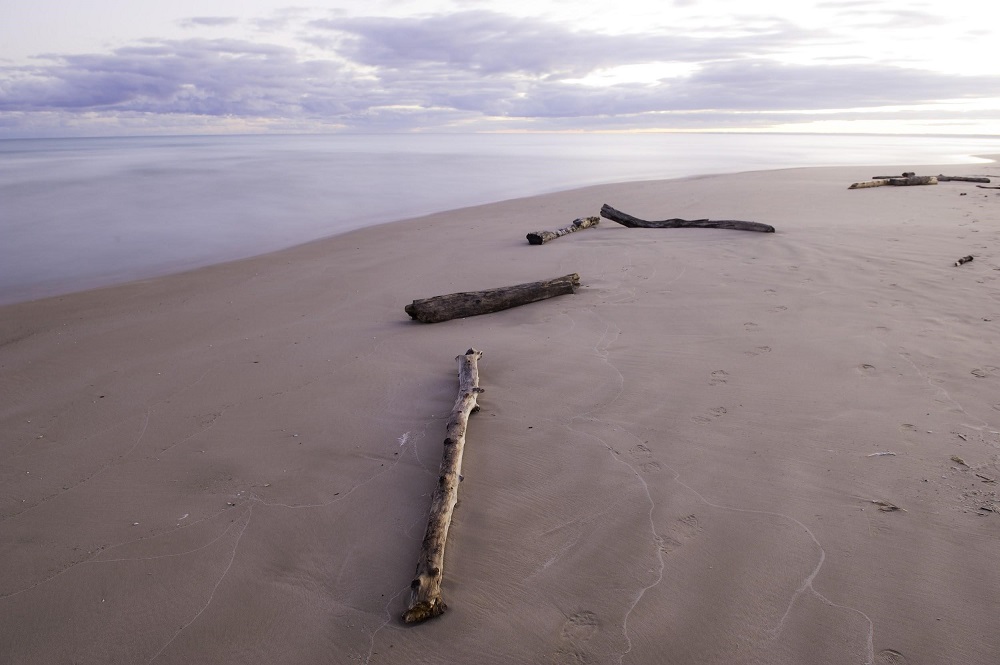 driftwood on beach