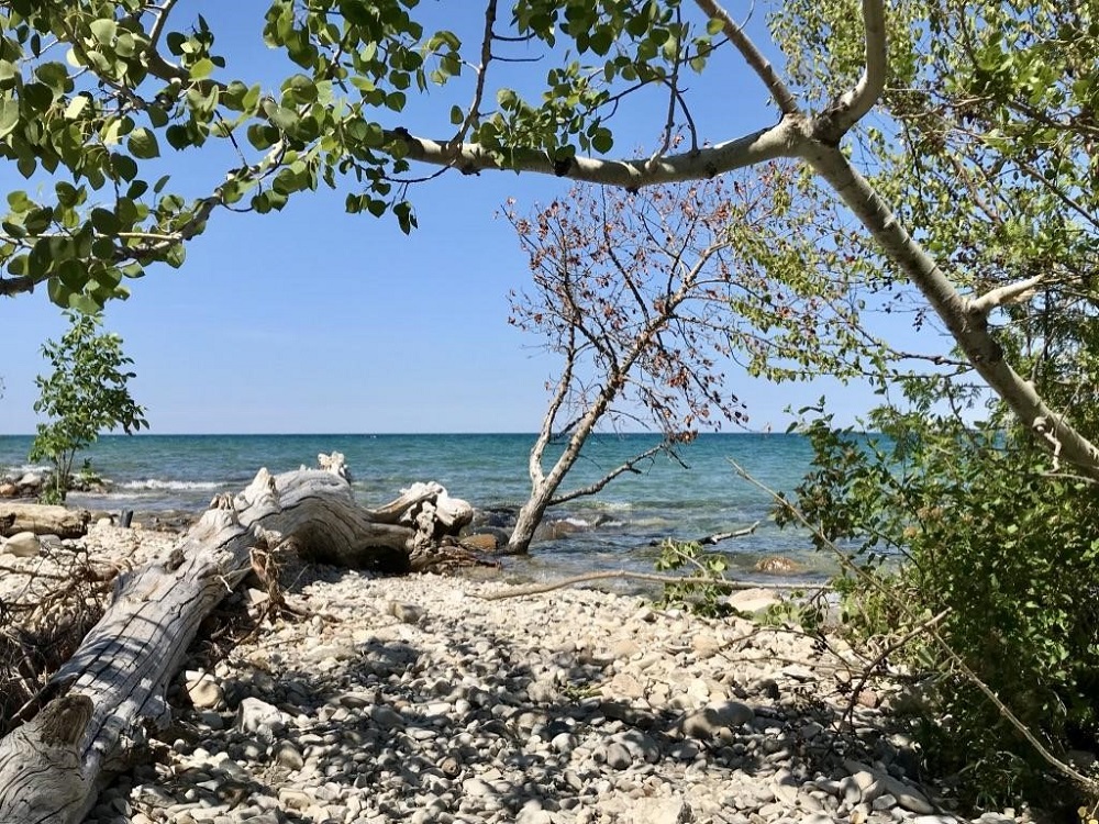 driftwood on beach