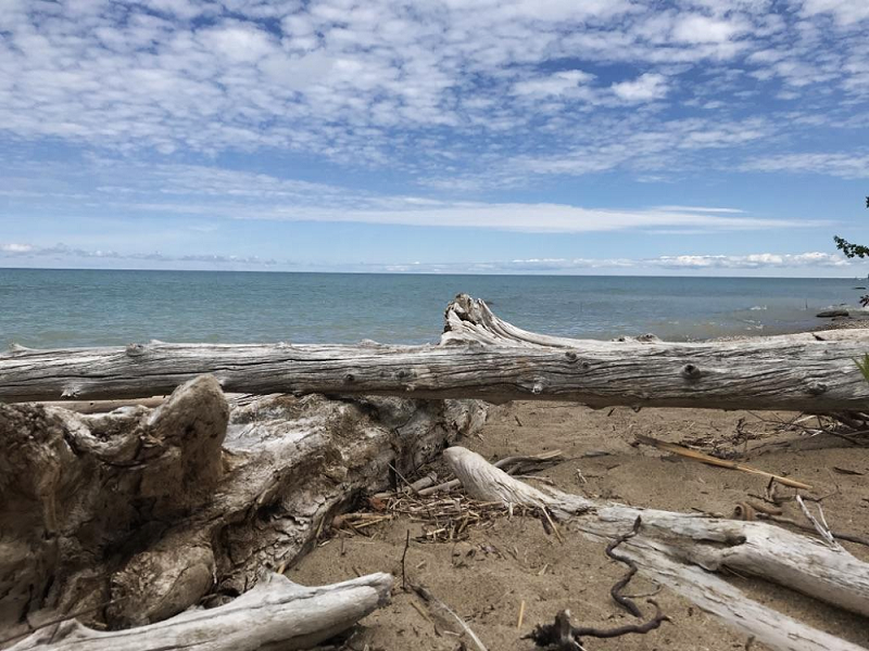 driftwood on shore