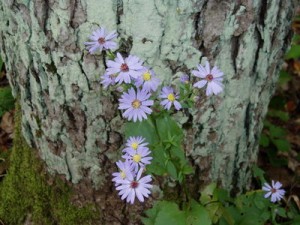 asters