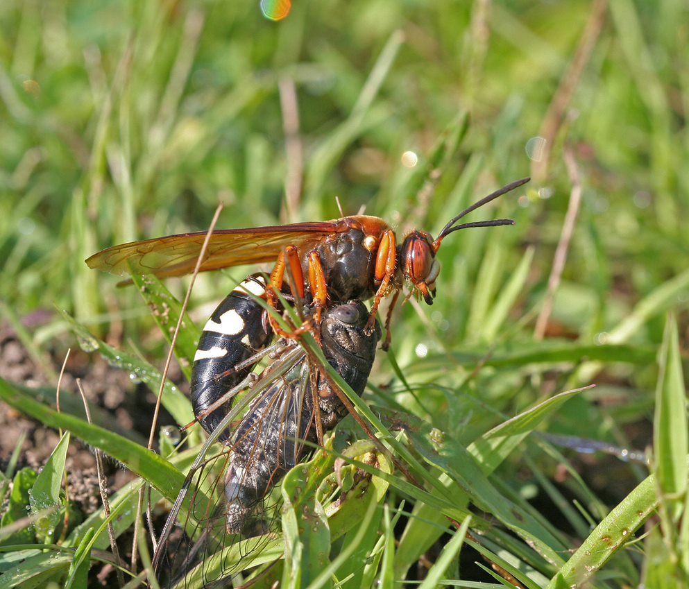 Killer Cicada Wasp