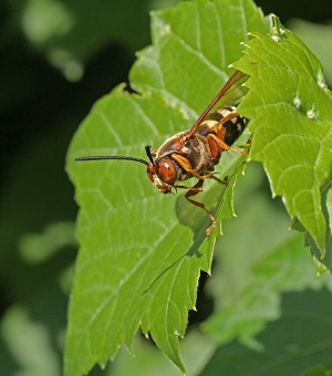 wasp on leaf