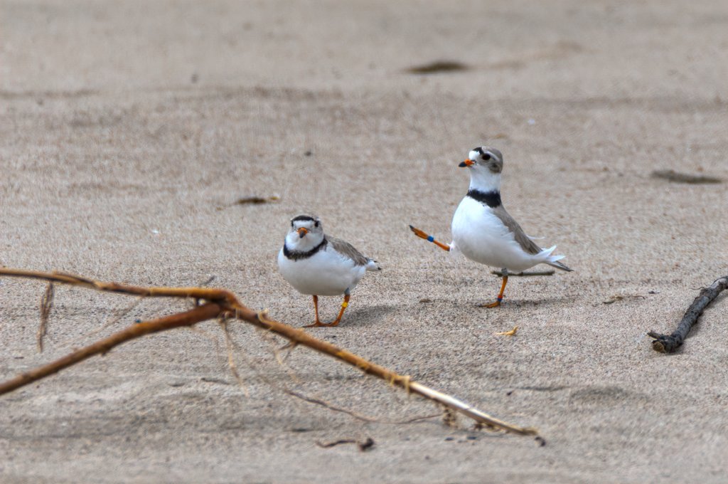 plovers on beach