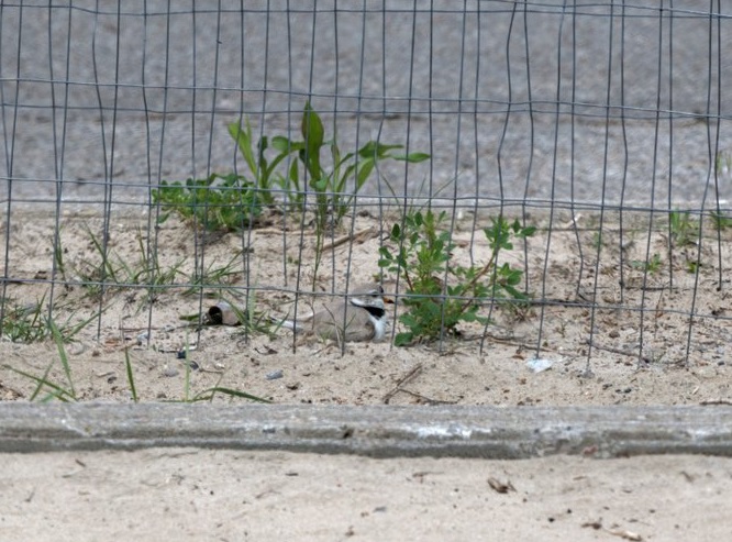 plover on nest