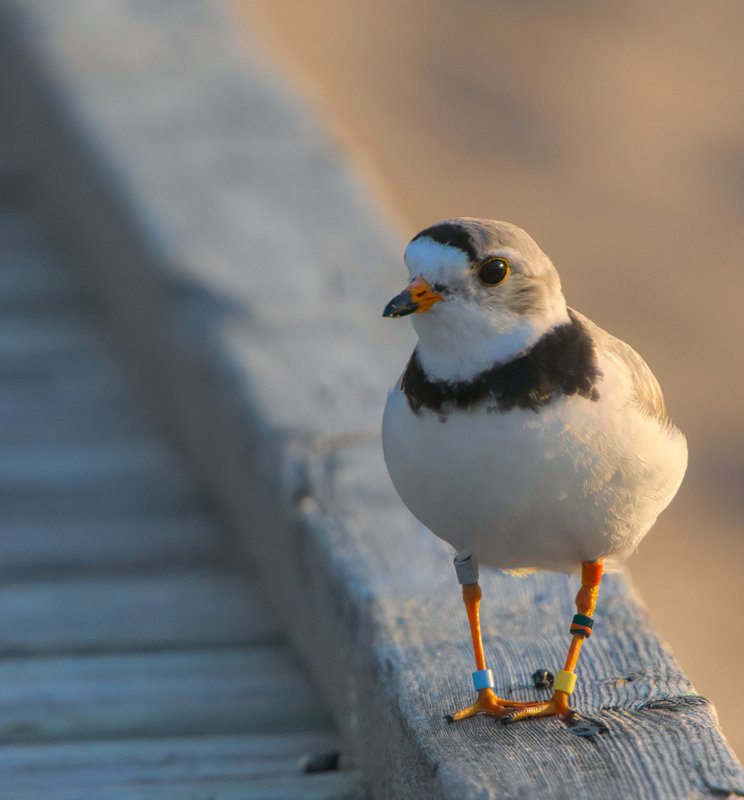 portrait of plover