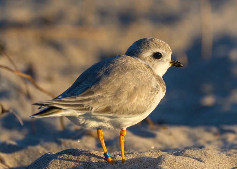 plover