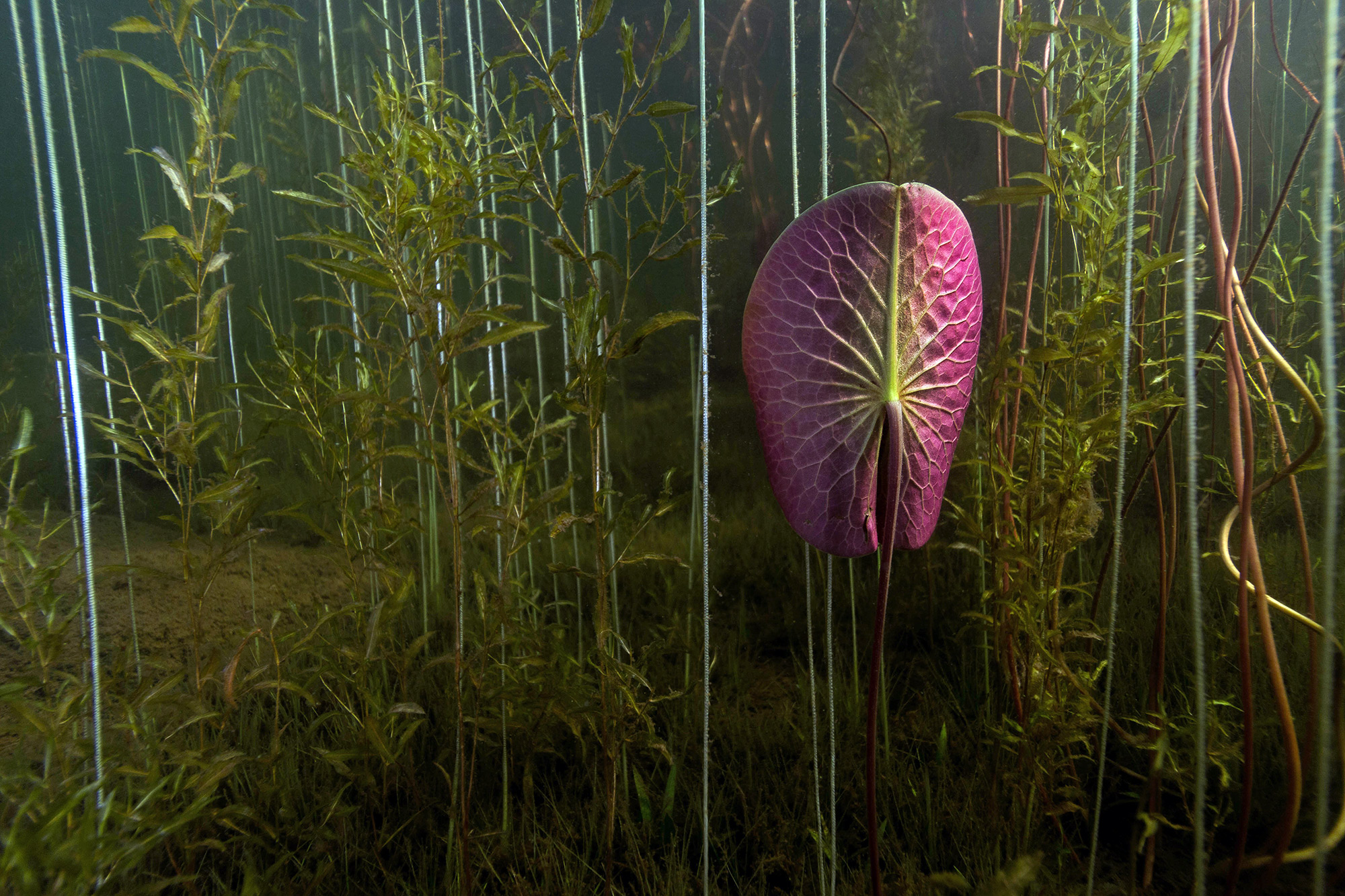 Lily Pad amid the Aquatic Flora