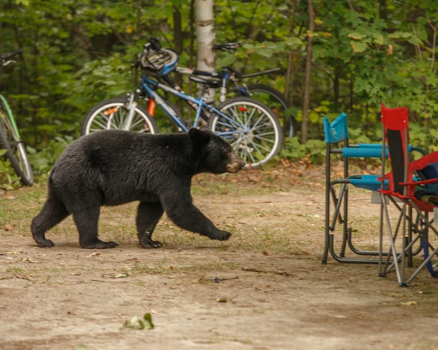 bear on campsite