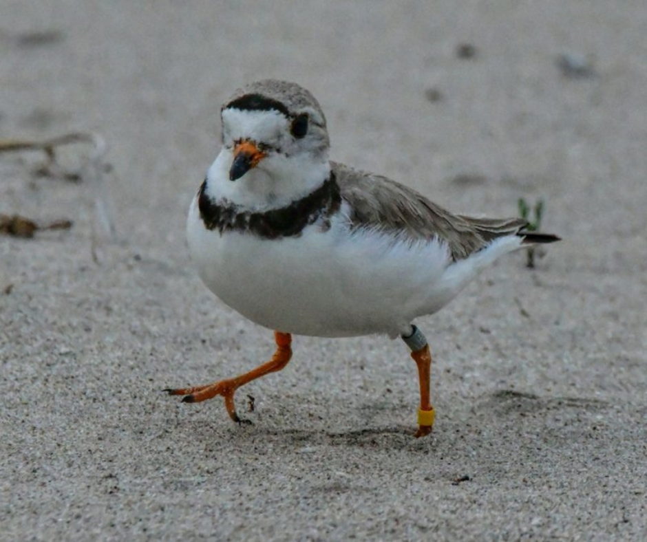 plover