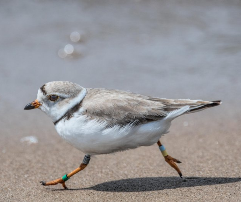 plover running