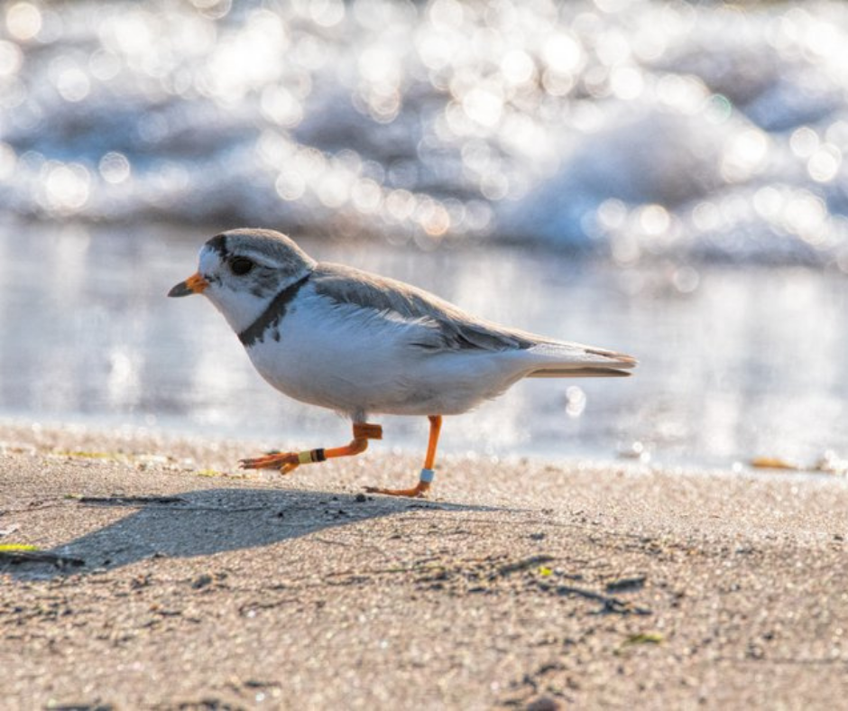 plover