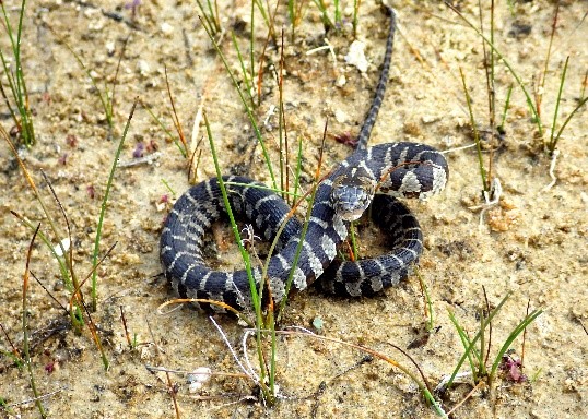 water snake