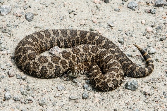 Massasauga Rattlesnake