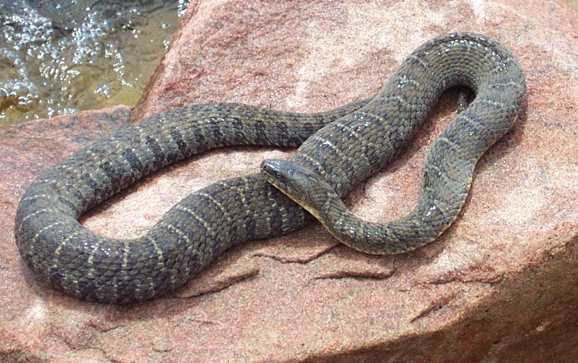 watersnake