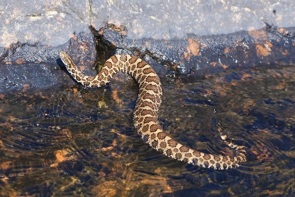 rattlesnake on top of water