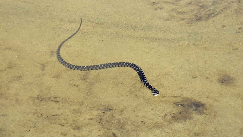 watersnake in water