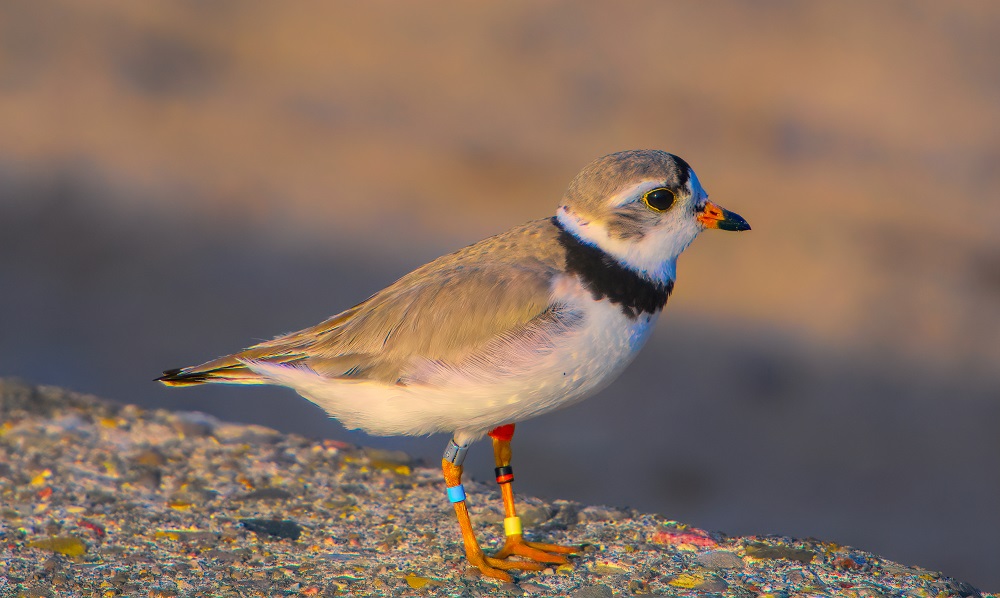 plover