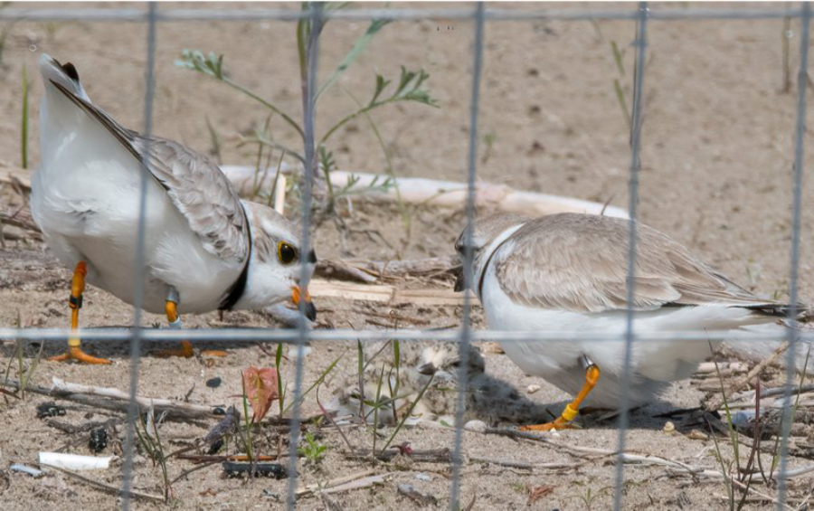 plovers