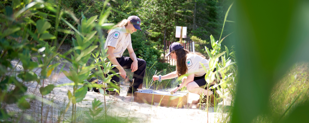 Park staff installing a turtle nesting box