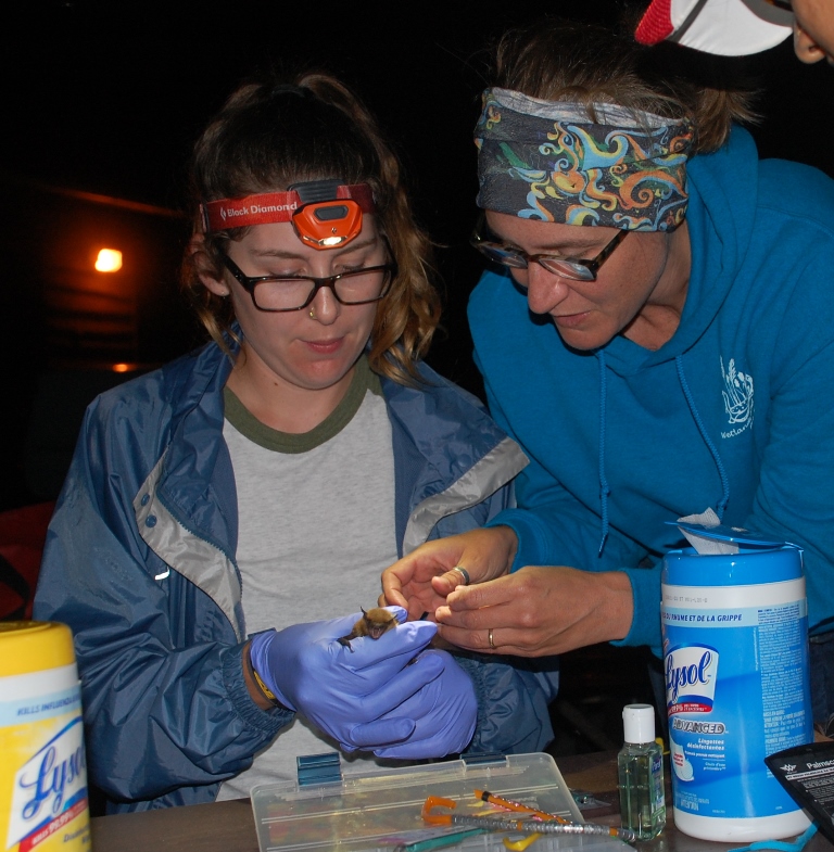 two scientists examine a Brown Bat