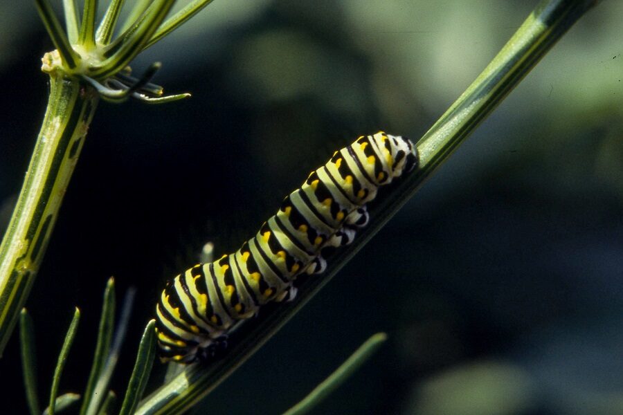 A Black Swallowtail Caterpillar.