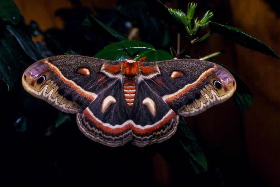 An adult Cecropia Moth.