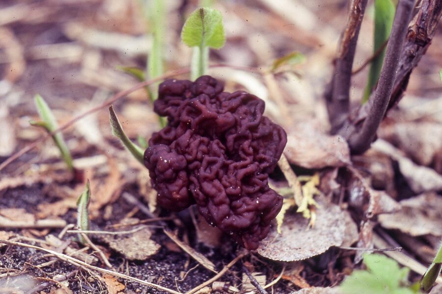 False Morel.