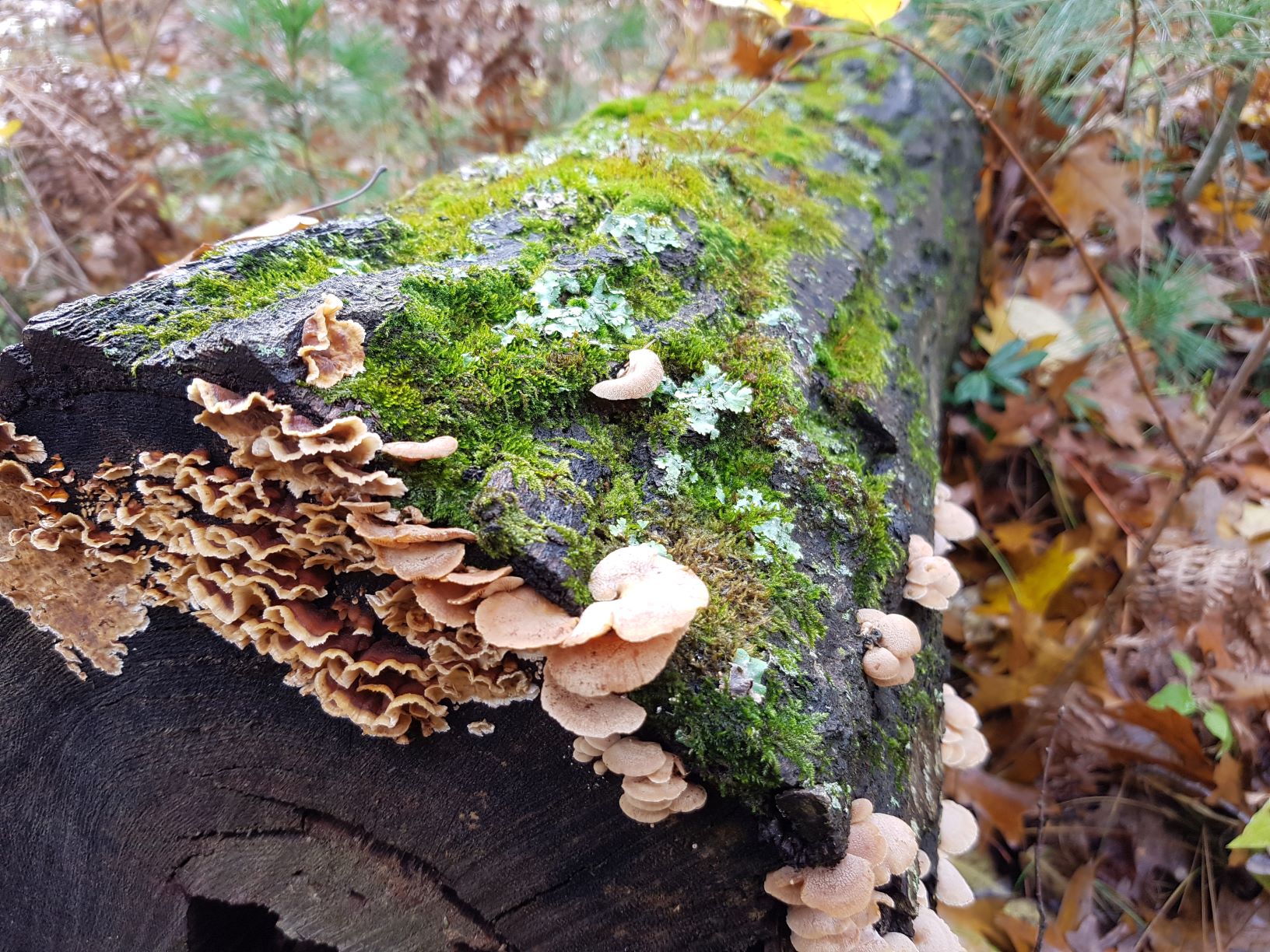 Fungi growing on a decomposing log on the forest floor