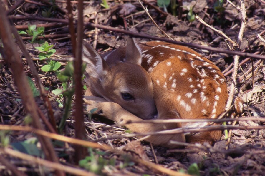 white-tailed deer fawn