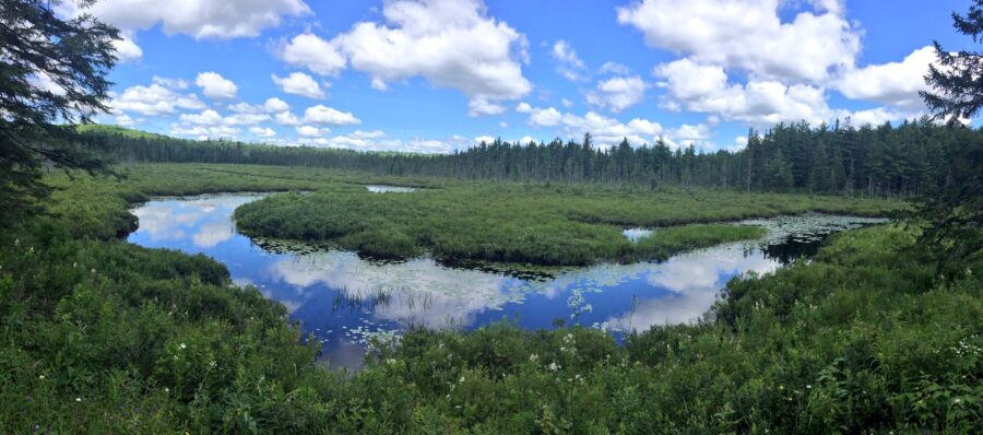 Spruce Bog Boardwalk Trail in Algonquin Park<br 